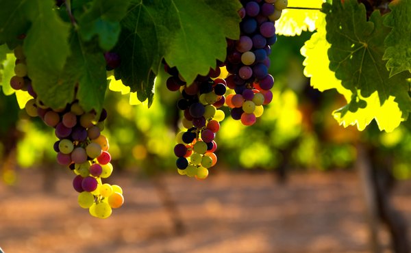 Comment organiser une visite des vignobles en Argentine?